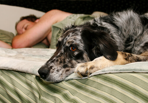 ¿Quieres dormir mejor? Adopta a un perro