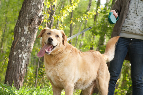 A labrador on a walk.