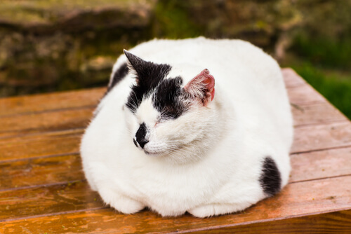 ¿Cómo tratar la obesidad en los gatos?