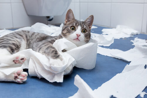 gato espalhando papel higienico