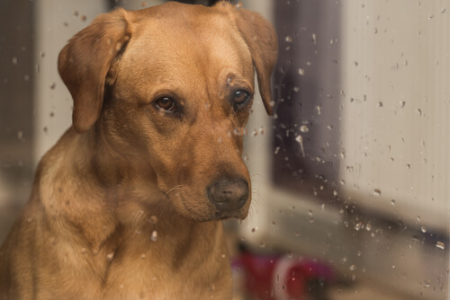 ¿Cómo influye el sonido de la lluvia en los perros?