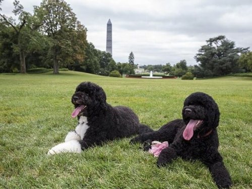 Bo y Sunny, los perros de Obama