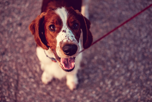 ¿Qué país tiene más perros?