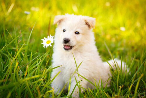 Las 111 mejores frases sobre perros que te encantarán