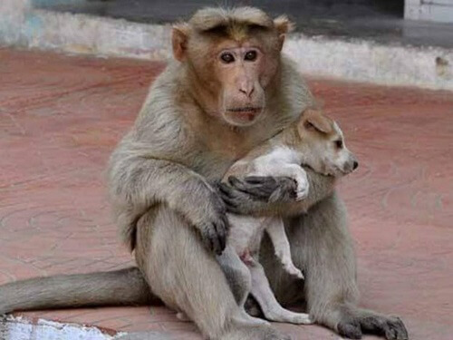 El mono que adoptó a un perro callejero