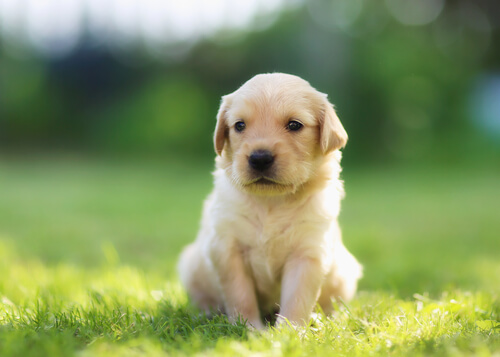 14 nombres creativos para tu perro 14 nombres creativos para tu perro