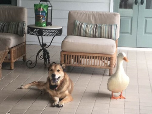 Pato quita la depresión a un perro con su amistad Pato quita la depresión a un perro con su amistad