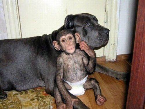Conoce a la perra que cuida a chimpancés huérfanos