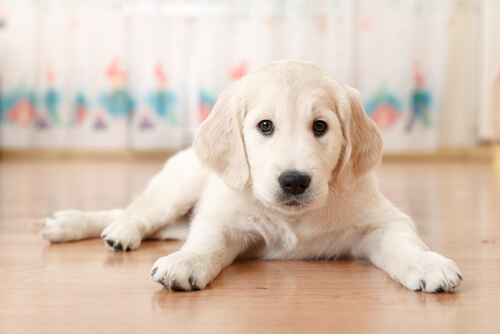 A Labrador puppy.