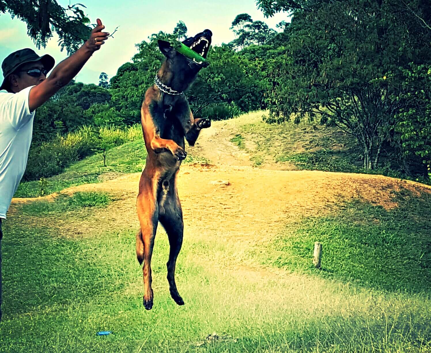 cachorro-busca-desaparecidos