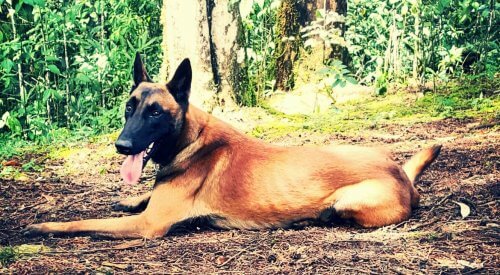 Bones, el perro que busca desaparecidos en Colombia Bones, el perro que busca desaparecidos en Colombia