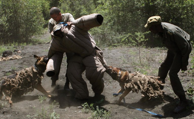 Los perros que combaten la cacería ilegal en África