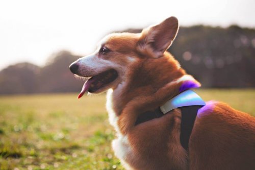 ¿Te gustaría saber qué siente tu perro? Aquí está el invento que lo logrará ¿Te gustaría saber qué siente tu perro? Aquí está el invento que lo logrará