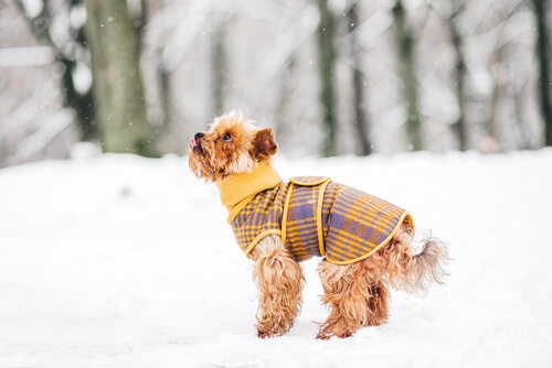 5 trucos para que tu perro no pase frío este invierno