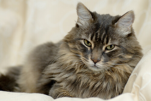 Todo sobre el pelo del gato