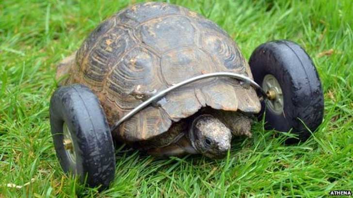 tortuga-con-protesis-de-ruedas-2