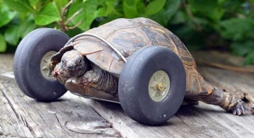 Conoce a la tortuga que tiene prótesis de ruedas