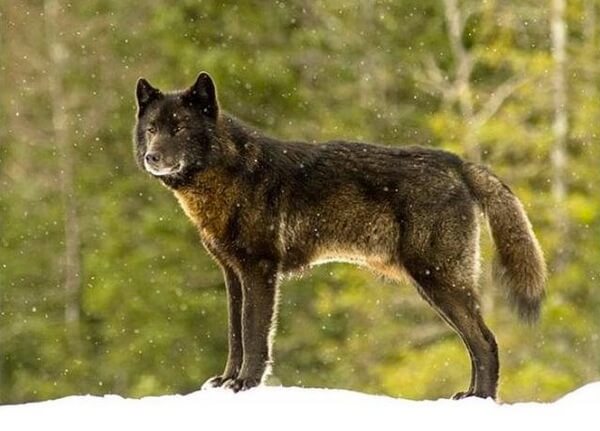 amistad-entre-un-lobo-y-un-perro-2