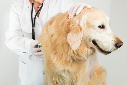 Veterinaria auscultando a un perro labrador.