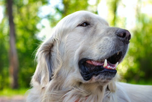 A golden retriever panting.
