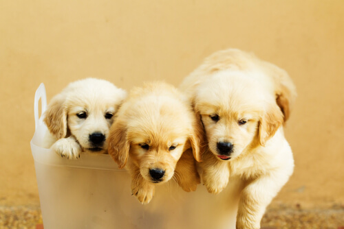 Three Golden Retriever puppies.