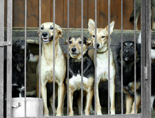 Corea del Sur cierra el mercado más grande de carne de perro 