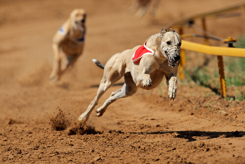 Greyhound racing on the track