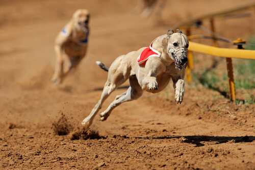 Se prohíben las carreras de perros