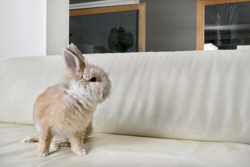 Conejo en casa