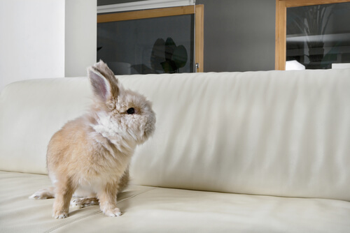 Conejo encima de un sofa