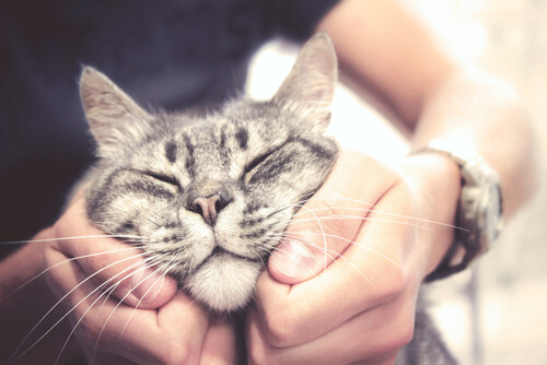 dar-carino-a-un-gato