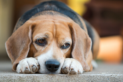 Descubre los riesgos de diabetes en perros