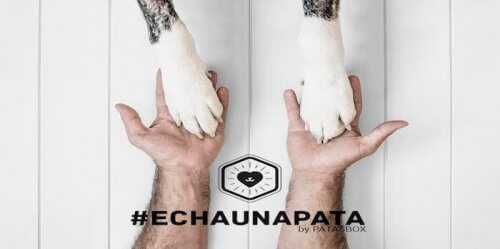 #Echaunapata, campaña en Instagram para mascotas abandonadas