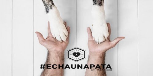 #Echaunapata, campaña en Instagram para mascotas abandonadas