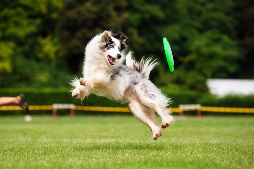 Perro saltando con un frisbee