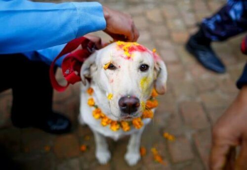 Descubre diez festividades para las mascotas por todo el mundo