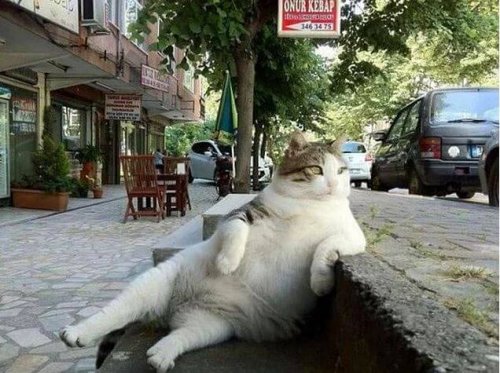 Una gata famosa que tiene su estatua en Estambul, ¿por qué?