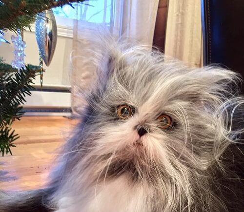 Atchoum the social media star at Christmas.