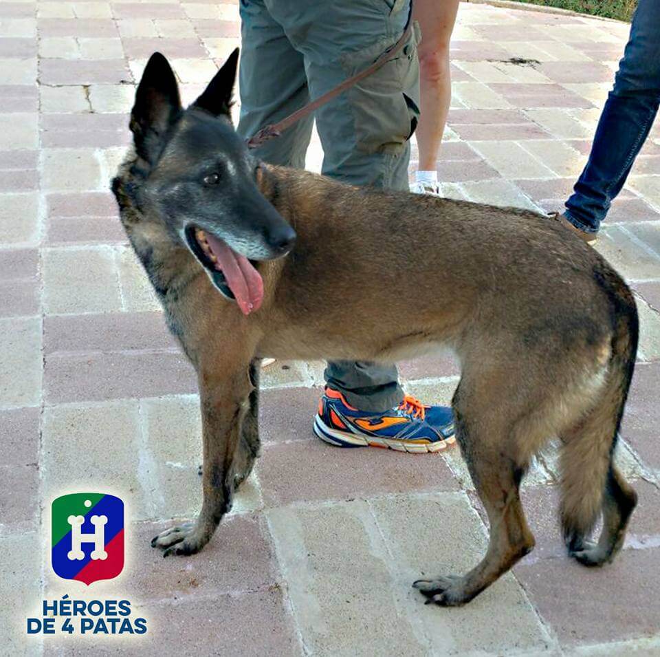 heroes-de-4-patas