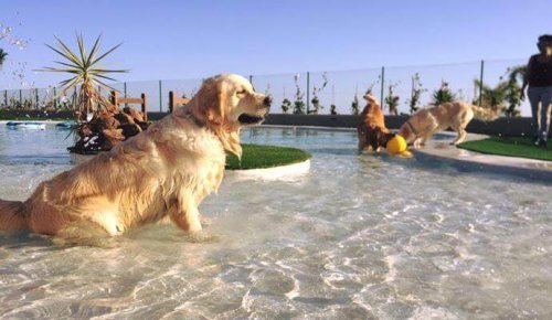 En Tenerife se abre el hotel para perros y gatos más lujoso de Europa