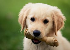 Huesos para perros