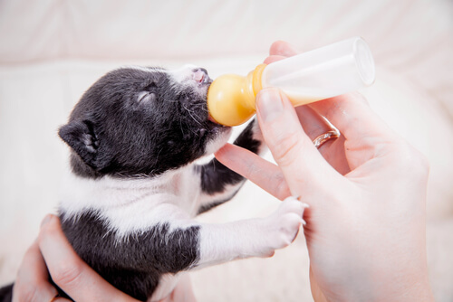 ¿Cuándo usar leche maternizada artificial con un cachorro?