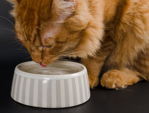 ¿Por qué los gatos no beben tanta agua?