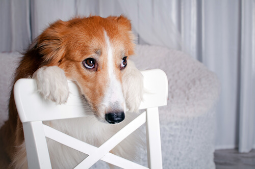 Cómo denunciar los vídeos de Internet sobre maltrato animal