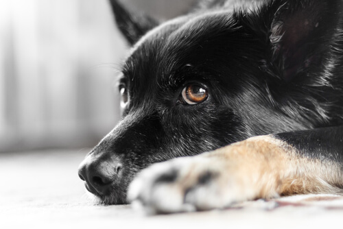¿Sabes qué es el nistagmo en perros? ¡Te lo contamos!