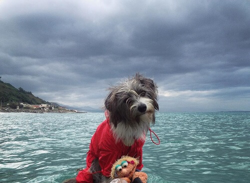 Conoce a Nirvana, la perrita marinera