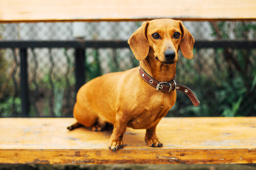 Dachshund pelo de alambre es un perro curioso y muy divertido