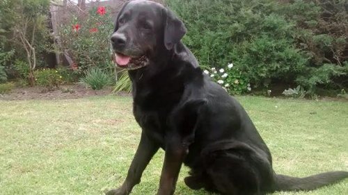 Tibo, un perro inmóvil que volvió a caminar gracias al amor de su dueño