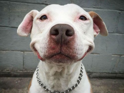 Brinsks, un perro que sonríe desde que fue rescatado