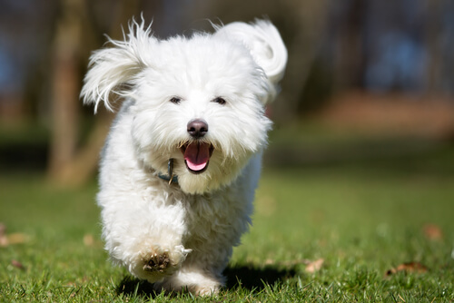 Por qué tu perro corre cuando le das una golosina